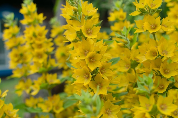 Flores de campanas amarillas de Lysimachia punctata en jardín de verano