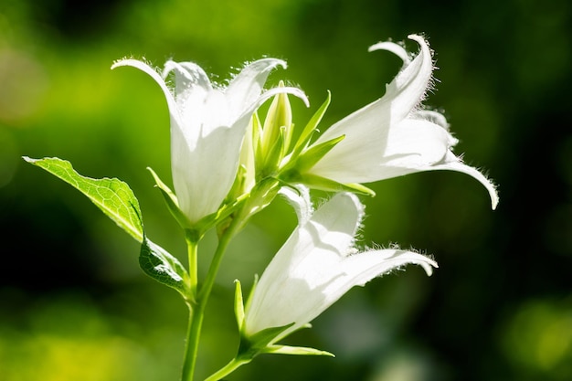 Flores de campanas blancas en un jardín.