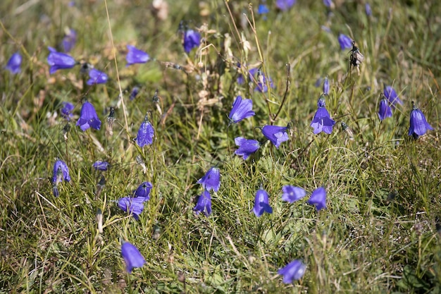 Flores de campanilla azul que florecen en los Dolomitas