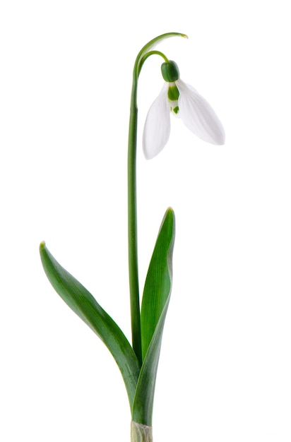 Flores de campanilla blanca aisladas sobre fondo blanco Hermosas flores de primavera