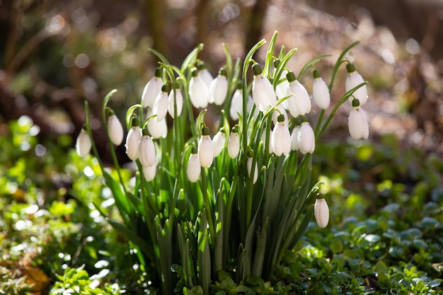 Flores de campanilla de invierno en el bosque