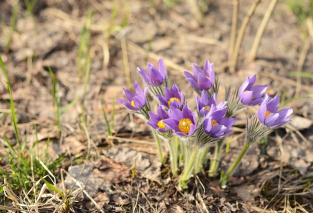 Flores de campanilla de invierno Hierba de ensueño Pulsatilla patens Flores de primavera en campos forestales Flores de hierba para dormir