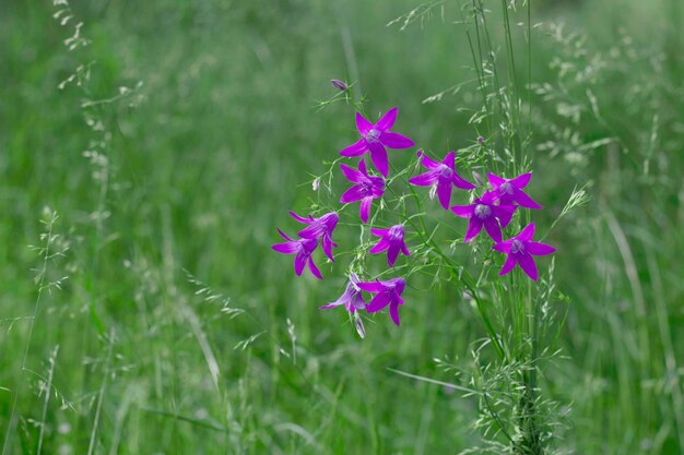 flores de campanilla púrpura en el prado como un ramo salvaje en la hierba