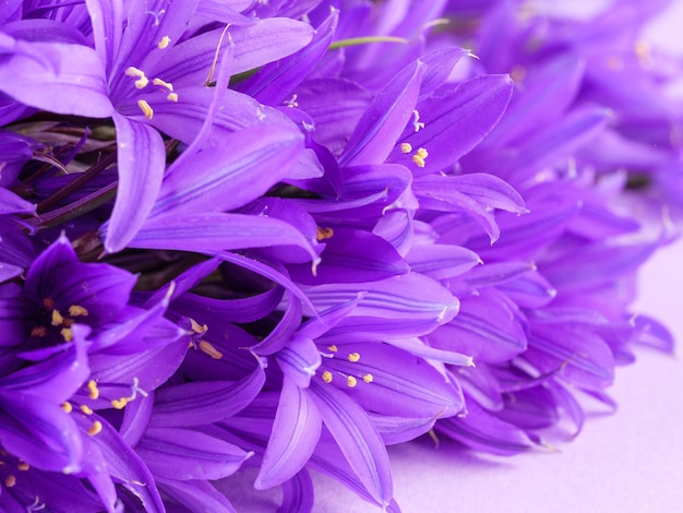 Flores de campanilla sobre un fondo morado Copiar espacio