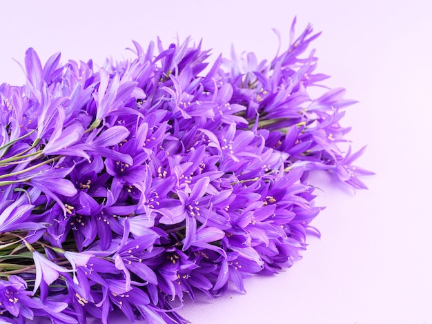 Flores de campanilla sobre un fondo morado Copiar espacio