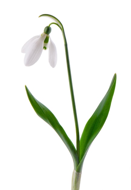 Foto flores de campanillas aisladas sobre fondo blanco hermosas flores de primavera