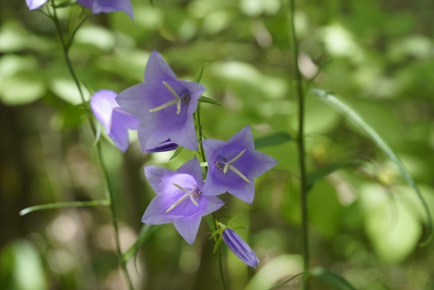 Flores de campanillas azules en el primer plano del bosque