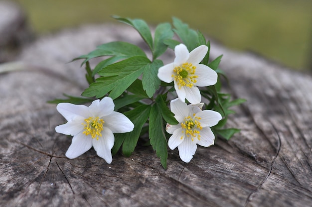 Flores de campanillas blancas brillantes florecieron