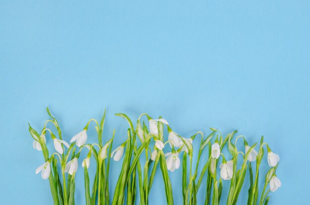 Flores de campanillas sobre un fondo azul, con espacio de copia