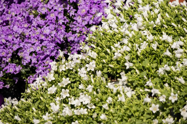 Flores de campanula azul y blanco en un mercado de flores