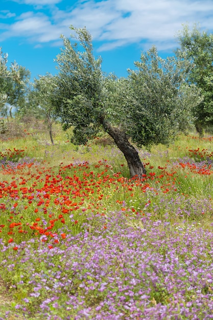 Flores Campestrales florecen en un campo