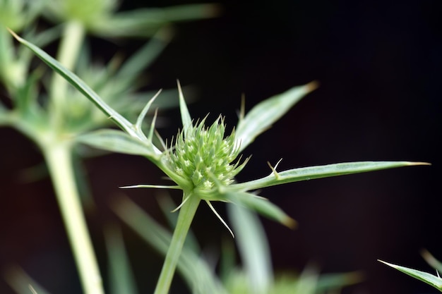 Flores de campo eryngo Eryngium campestre Es una planta con propiedades medicinales