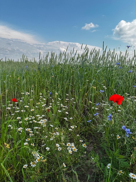 Flores de campo florecientes