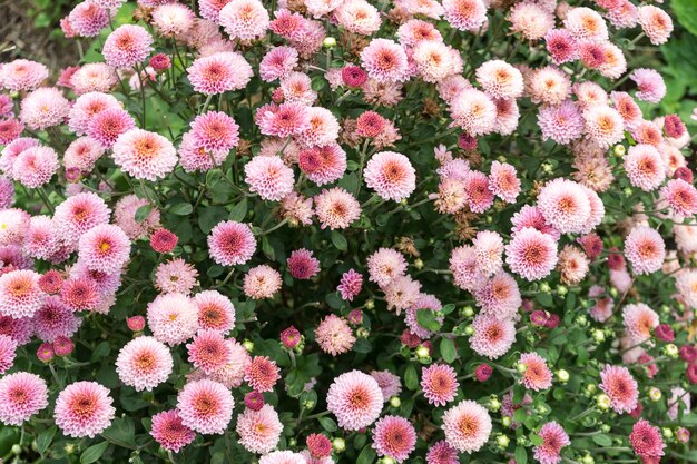 Las flores del campo fotografiaron en el condado de Dobrogea, Rumania. Día primaveral