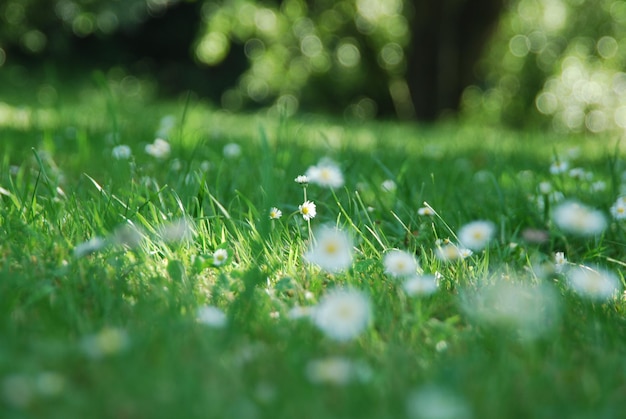 Las flores en el campo de hierba
