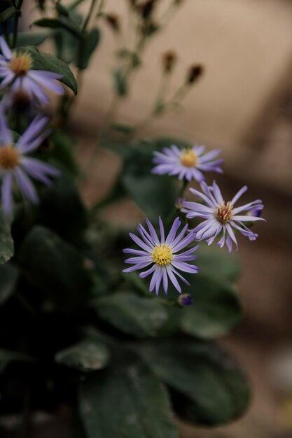 Flores de campo llenas de color