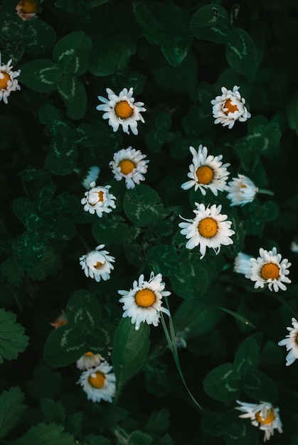 flores en un campo de margaritas