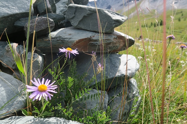 Flores del campo de montaña que crecen en la roca