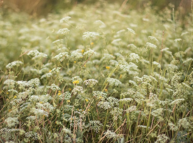 Foto flores en el campo naturaleza verano primavera fondo