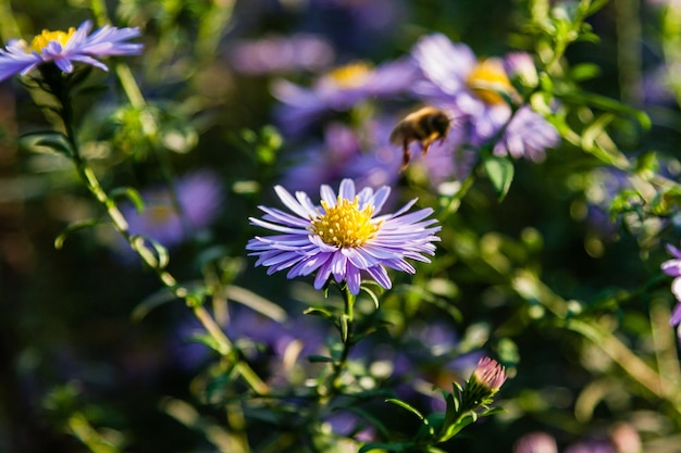 Flores de campo en las que los insectos y las abejas se sientan de cerca