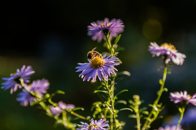 Flores de campo en las que los insectos y las abejas se sientan de cerca