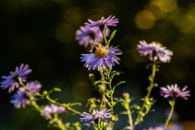 Flores de campo en las que los insectos y las abejas se sientan de cerca
