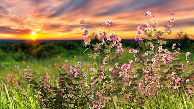 flores en el campo salvaje al atardecer nubes dramáticas en el cielo banner de plantilla de fondo de verano