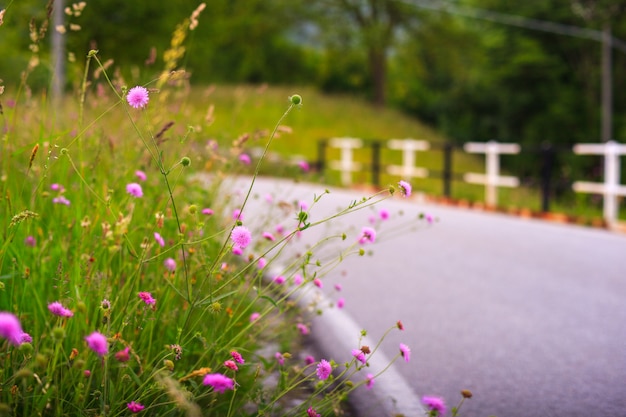 Flores del campo