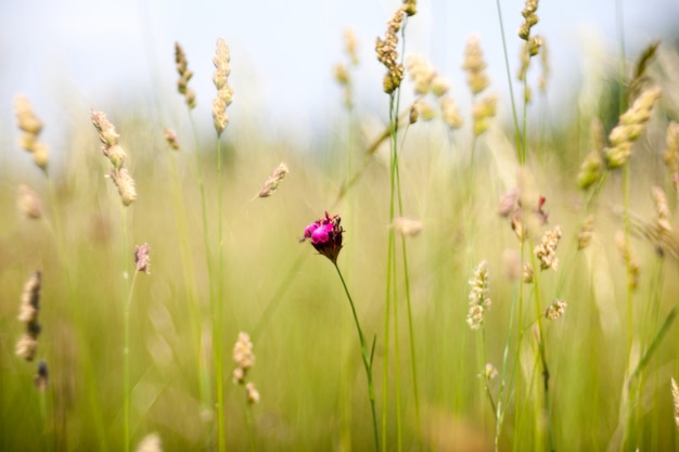 Flores del campo