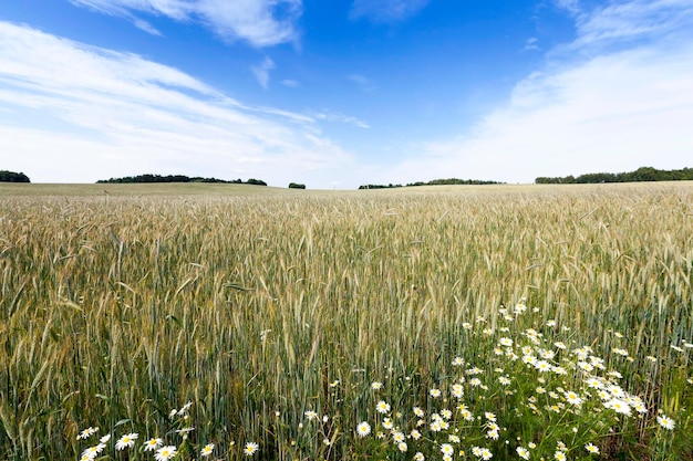 Flores en el campo