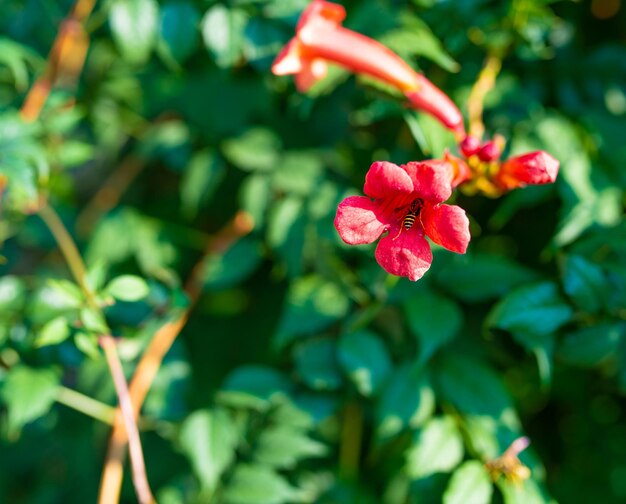 Flores campsis pequeñas y prolongadas de color rosa que crecen entre hojas verdes en el jardín a la luz del sol extrema primer plano