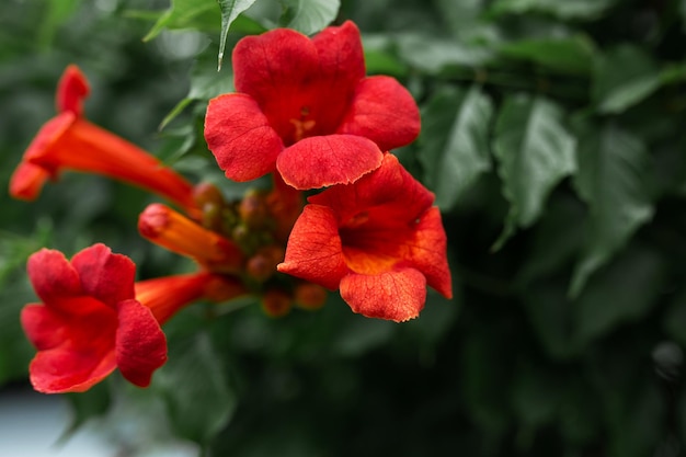 Las flores de Campsis son naranjas Jardinería huerta plantas caseras