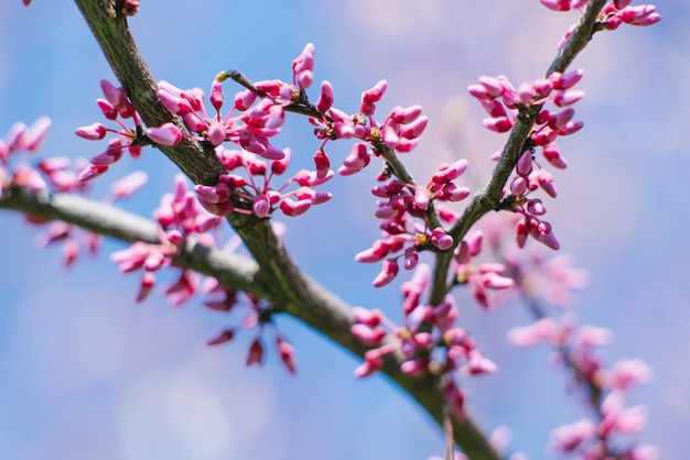 Flores canadienses púrpuras en una rama en un día soleado de primavera contra un cielo azul.