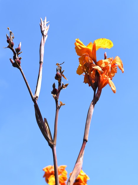 Flores canna contra o céu azul