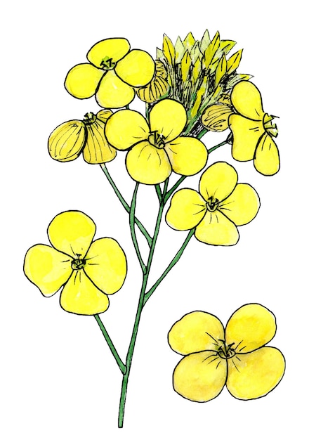 Flores de canola aislado sobre fondo blanco dibujo acuarela dibujo