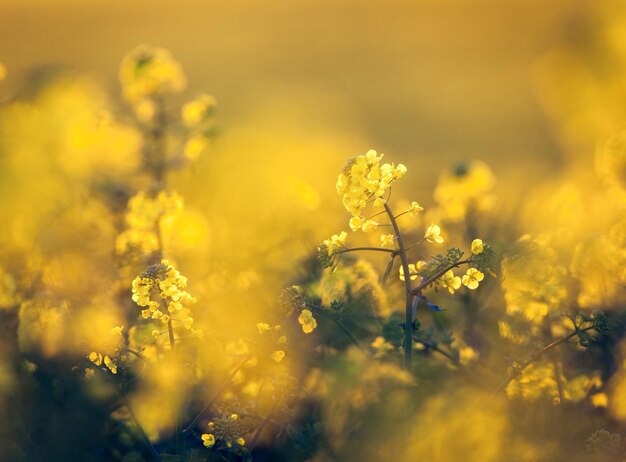 Flores de canola colza Flores de colza Campo de colza Canola floreciente