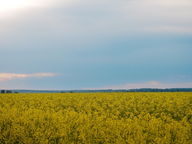 Flores de canola en flor de cerca