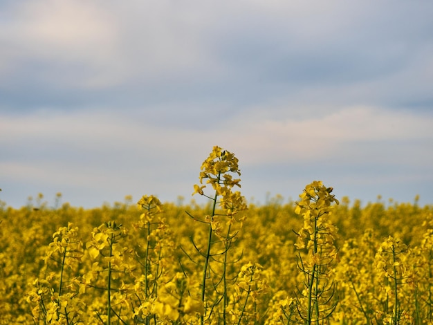 Flores de canola en flor de cerca