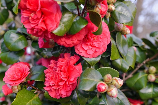 Flores y capullos de camelia en flor rosa en francia