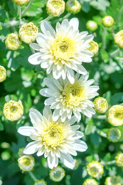 Flores y capullos de crisantemo blanco mamá