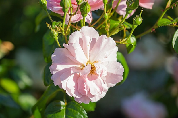 Flores y capullos de fondo de rosas rosadas