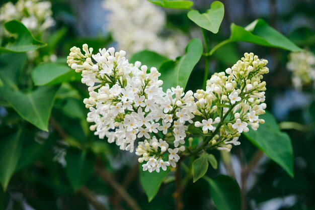 Flores y capullos de lila florece en la rama