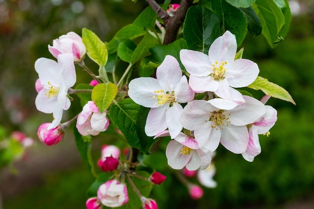 Flores y capullos de manzanos en un árbol Rama de manzano durante la floración