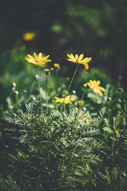 Flores y capullos de Margarita amarilla