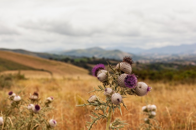 Flores de cardo espinoso púrpura