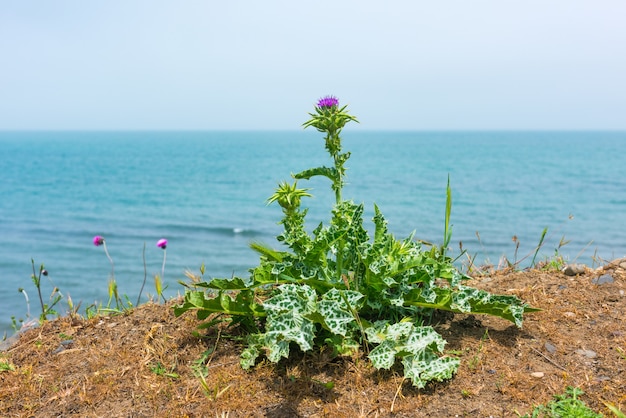 Flores de cardo en la franja costera