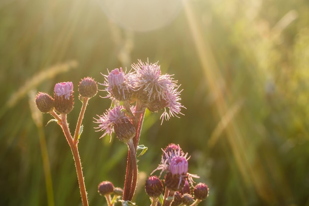 Flores cardos iluminados por el sol al atardecer