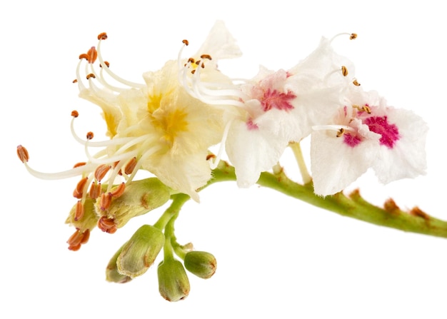 Flores de castaño blanco Aesculus hippocastanum closeup aislado sobre fondo blanco.