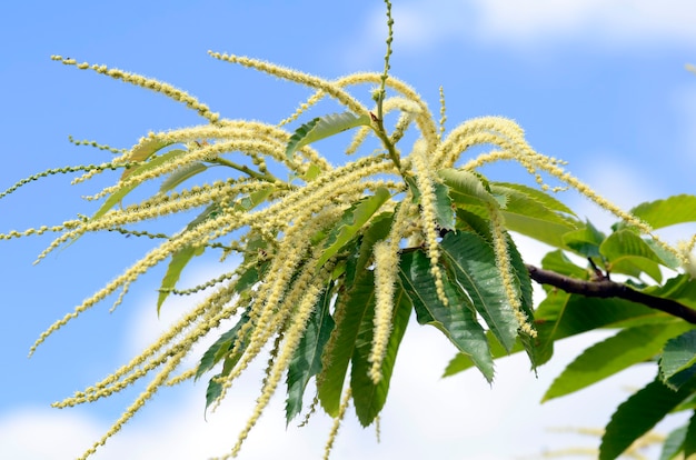 Flores de castaño (Castanea sativa)