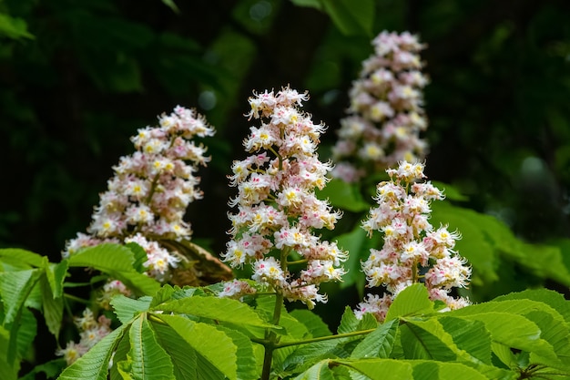 Flores de castaño, flores de castaño en un árbol en tiempo soleado